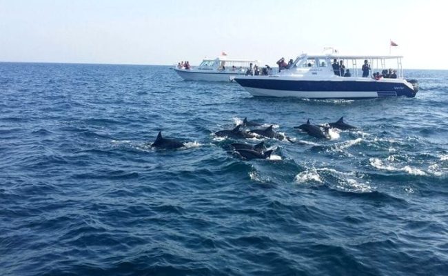 882843471-Dolphin-Tour-Muscat