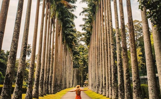 Peradeniya-Botanical-Garden-3